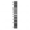 Marcador de peso molecular de 100pb - (12 fragmentos entre 100 e 2.080pb - 100 ng/uL - 500 uL) - 100 aplicações