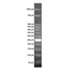 Marcador de peso molecular de 50pb - (12 fragmentos entre 50 e 1.000pb - 50 ng/uL - 1.000 uL) - 100 aplicações