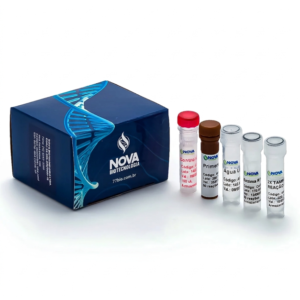 Conjunto de primers e sondas para detecção de Mycoplasma spp/FAM